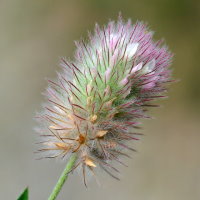 Trifolium arvense  2430