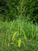 Persicaria lapathifolia  2445
