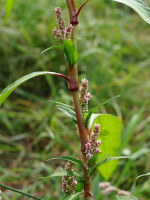 Persicaria lapathifolia  2446