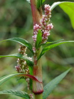 Persicaria lapathifolia  2447