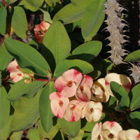 Euphorbia milii  2458