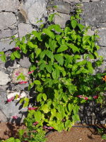 Clerodendrum × speciosum  2480