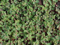 Euphorbia serpens  2485