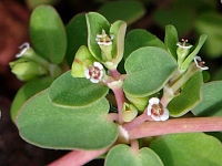 Euphorbia serpens  2486