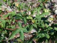 Gossypium herbaceum  2488