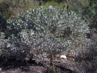 Euphorbia stenoclada  2496
