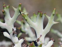 Euphorbia stenoclada  2498