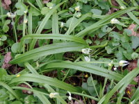 Allium paradoxum  2516