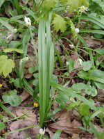 Allium paradoxum  2517