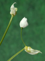 Allium paradoxum  2518