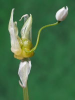 Allium paradoxum  2519