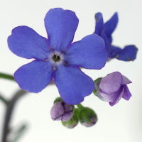 Brunnera macrophylla  2527