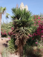 Yucca sp.  2539