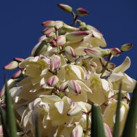 Yucca sp.  2541