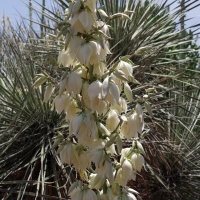 Yucca sp.  2544