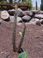 Euphorbia viguieri  2551