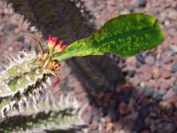 Euphorbia viguieri  2552