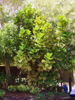 Ficus lyrata  2554