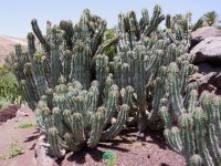 Euphorbia avasmontana