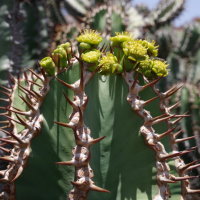 Euphorbia avasmontana  2557