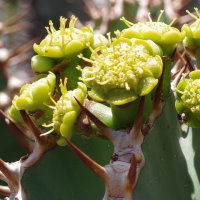Euphorbia avasmontana  2558