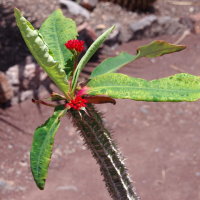 Euphorbia viguieri  2559