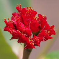 Euphorbia viguieri  2560