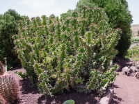 Euphorbia grandicornis  2561