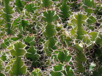 Euphorbia grandicornis  2562