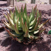 Aloe aculeata  2578