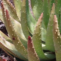 Aloe aculeata  2579