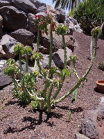 Euphorbia neococcinea  2589