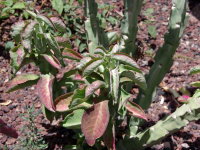 Euphorbia neococcinea  2590