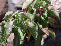 Euphorbia neococcinea  2591