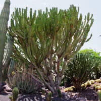 Euphorbia abyssinica  2596