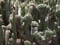 Euphorbia officinarum subsp. echinus