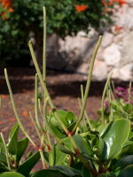 Peperomia obtusifolia  2635