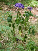 Hydrangea macrophylla  2650