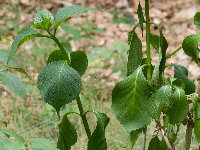 Hydrangea macrophylla  2651