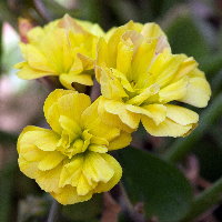 Oxalis pes-caprae var. pleniflora  2659