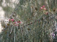 Casuarina equisetifolia  2675