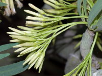 Kleinia neriifolia  2686
