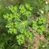 Euphorbia helioscopia  2699