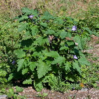 Nicandra physalodes