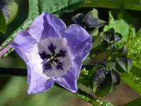 Nicandra physalodes