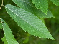 Castanea sativa