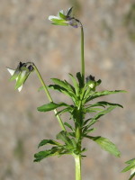 Viola arvensis  315