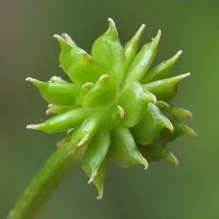 Ranunculus repens  387