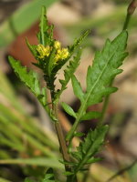 Rorippa palustris  390