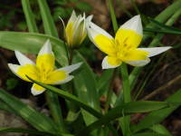 Tulipa urumiensis  3